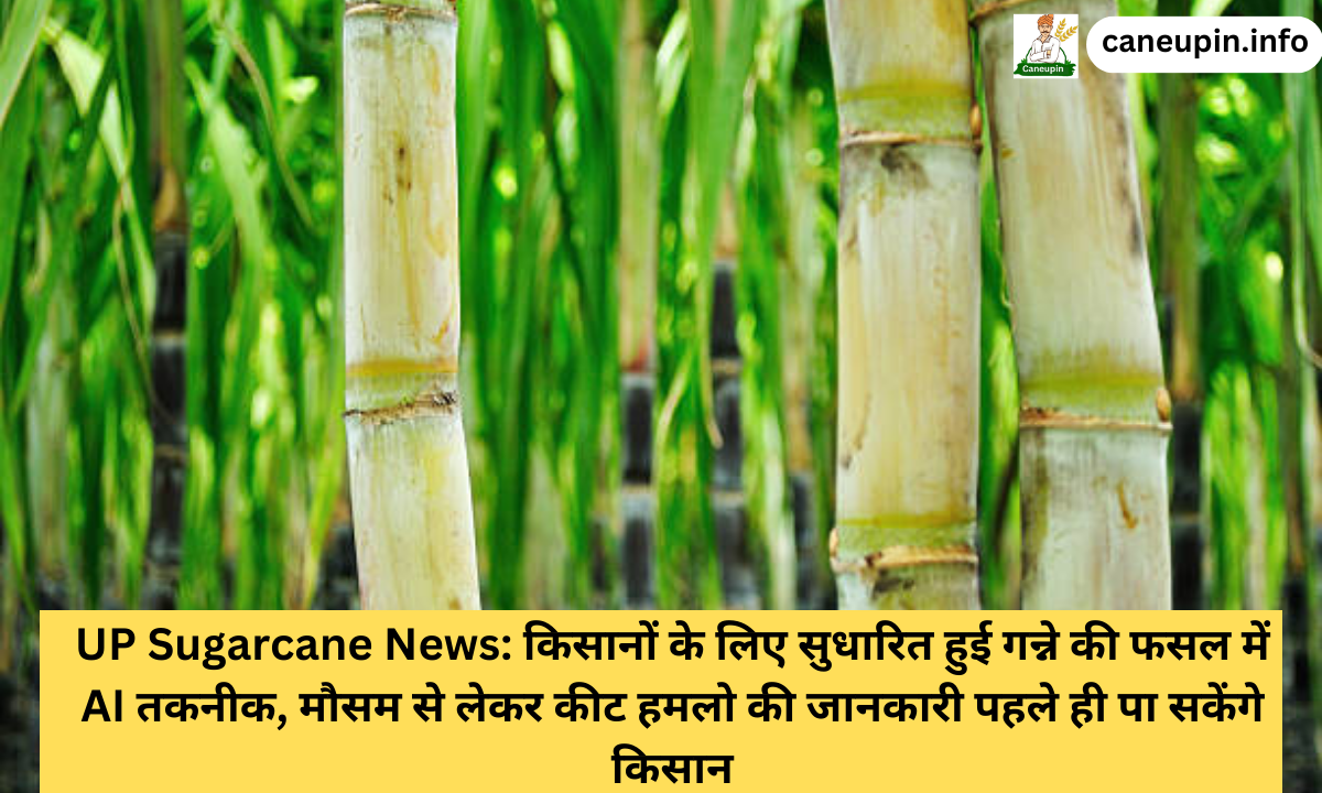 UP Sugarcane News